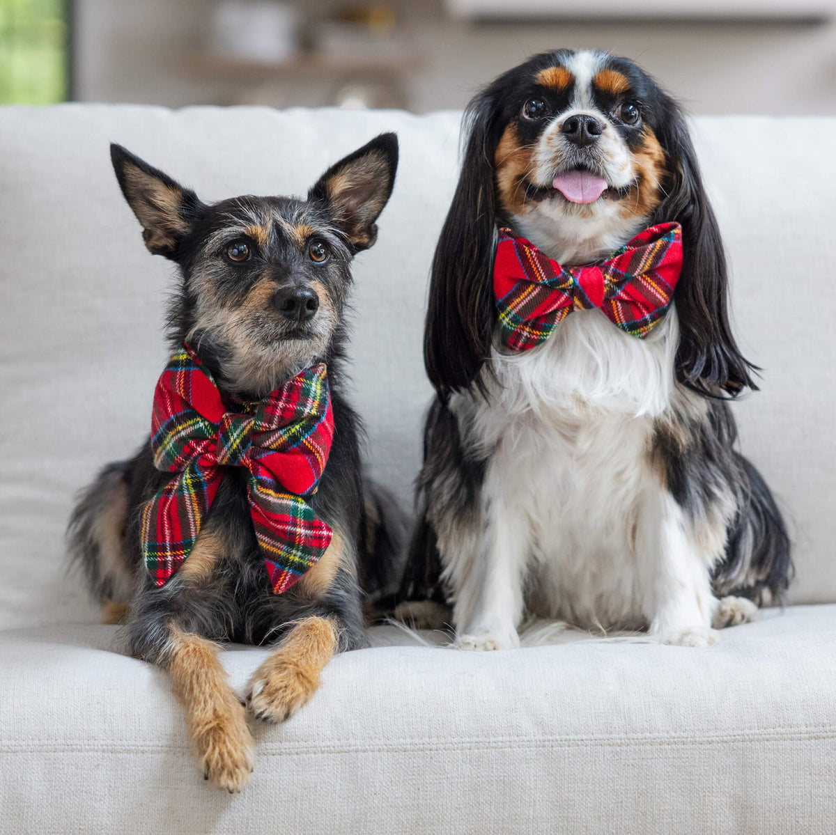 #Modeled by Charles (20lbs) in a Large bow tie