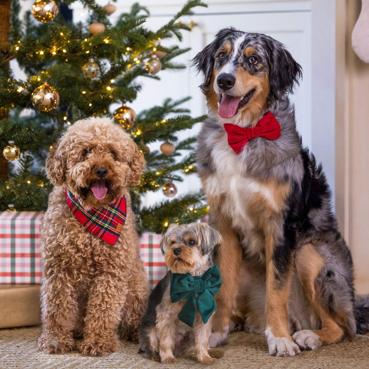 #Modeled by Millie (45lbs) in a Large bow tie