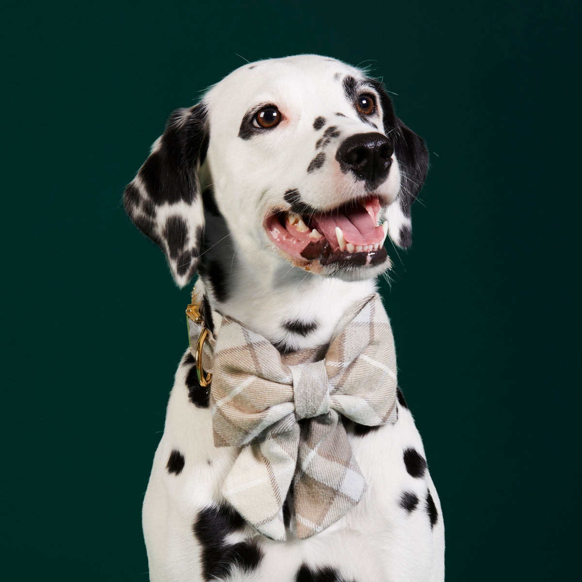 #Modeled by Dottie (43lbs) in a Large lady bow