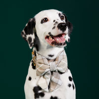 #Modeled by Dottie (43lbs) in a Large lady bow