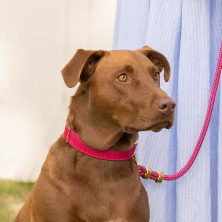 #Modeled by Cafe (60lbs) in Medium collar