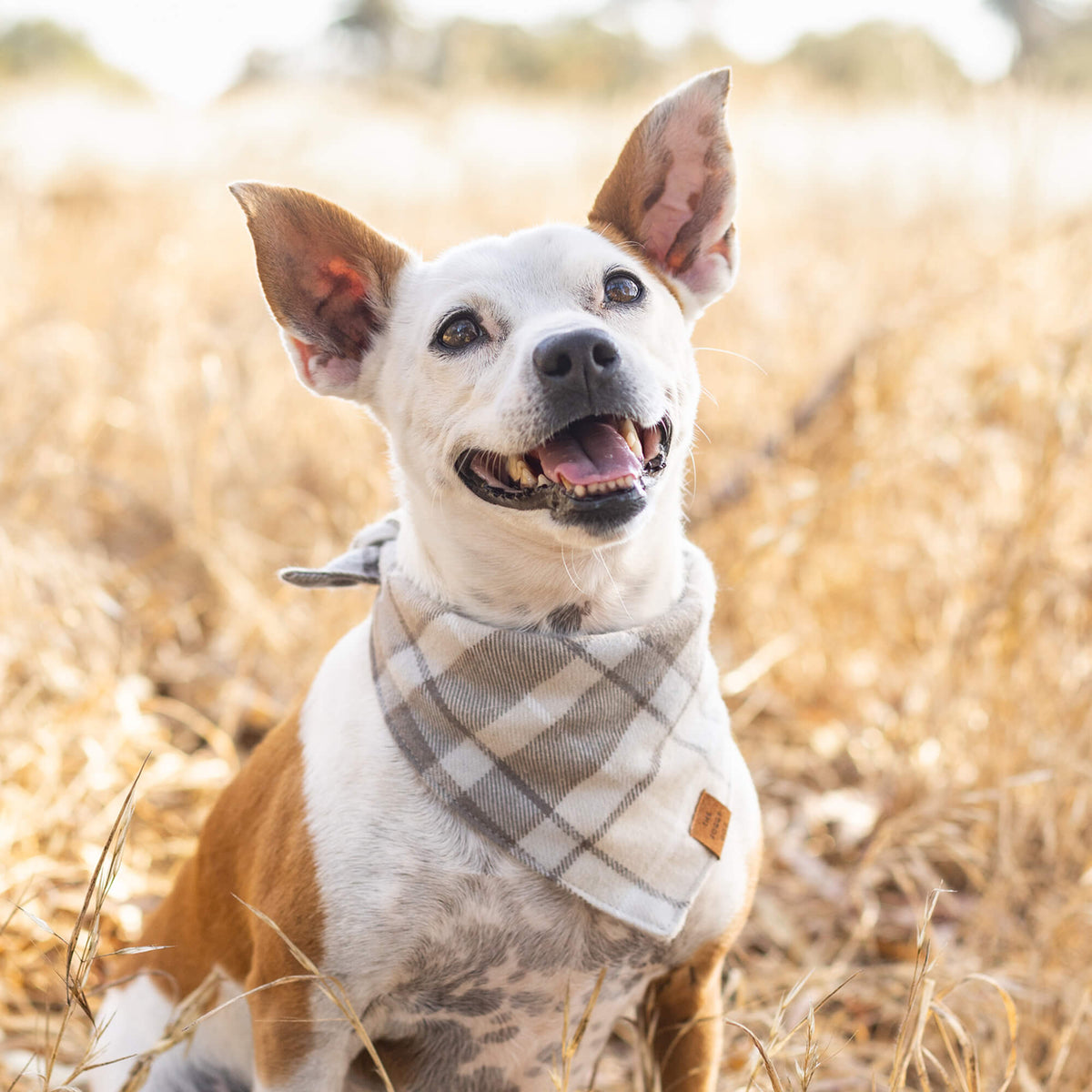 #Modeled by Bow (18lbs) in Small