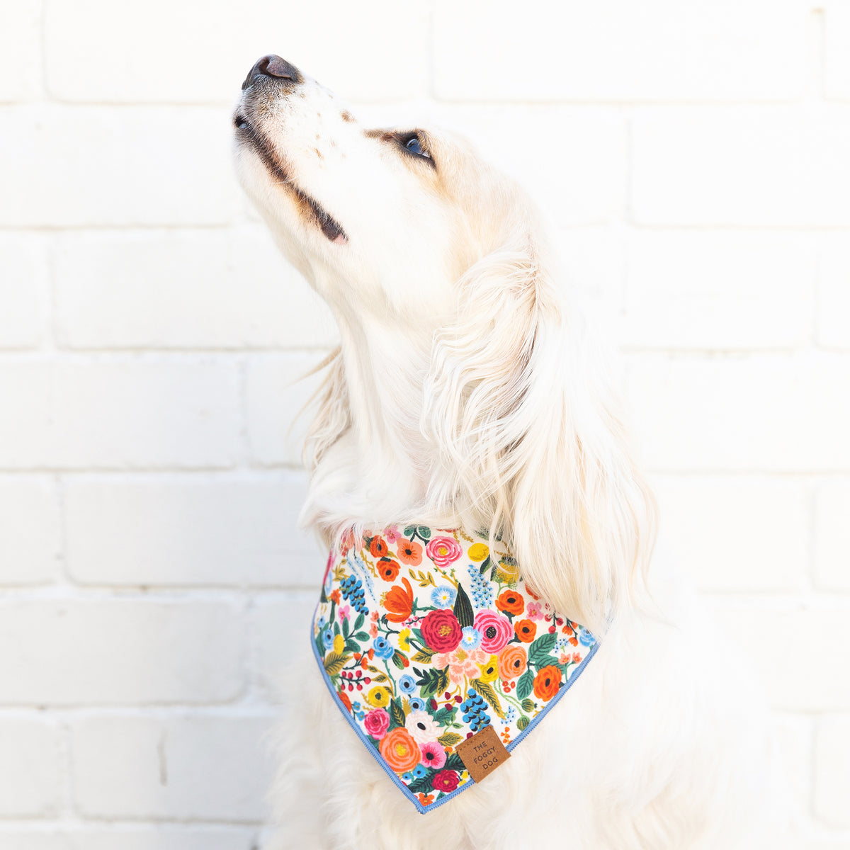 #Modeled by Lola (20lbs) in Medium
