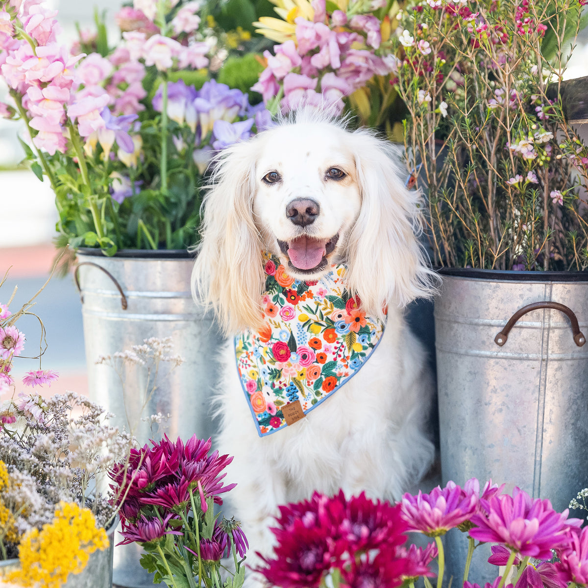 #Modeled by Lola (20lbs) in Medium