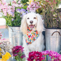 #Modeled by Lola (20lbs) in Medium