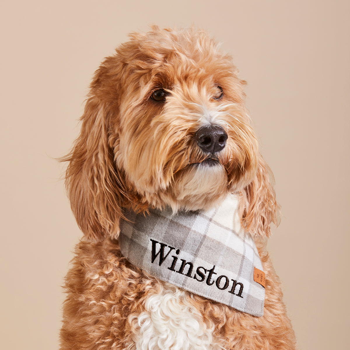 #Modeled by Mochi (35lbs) in Medium