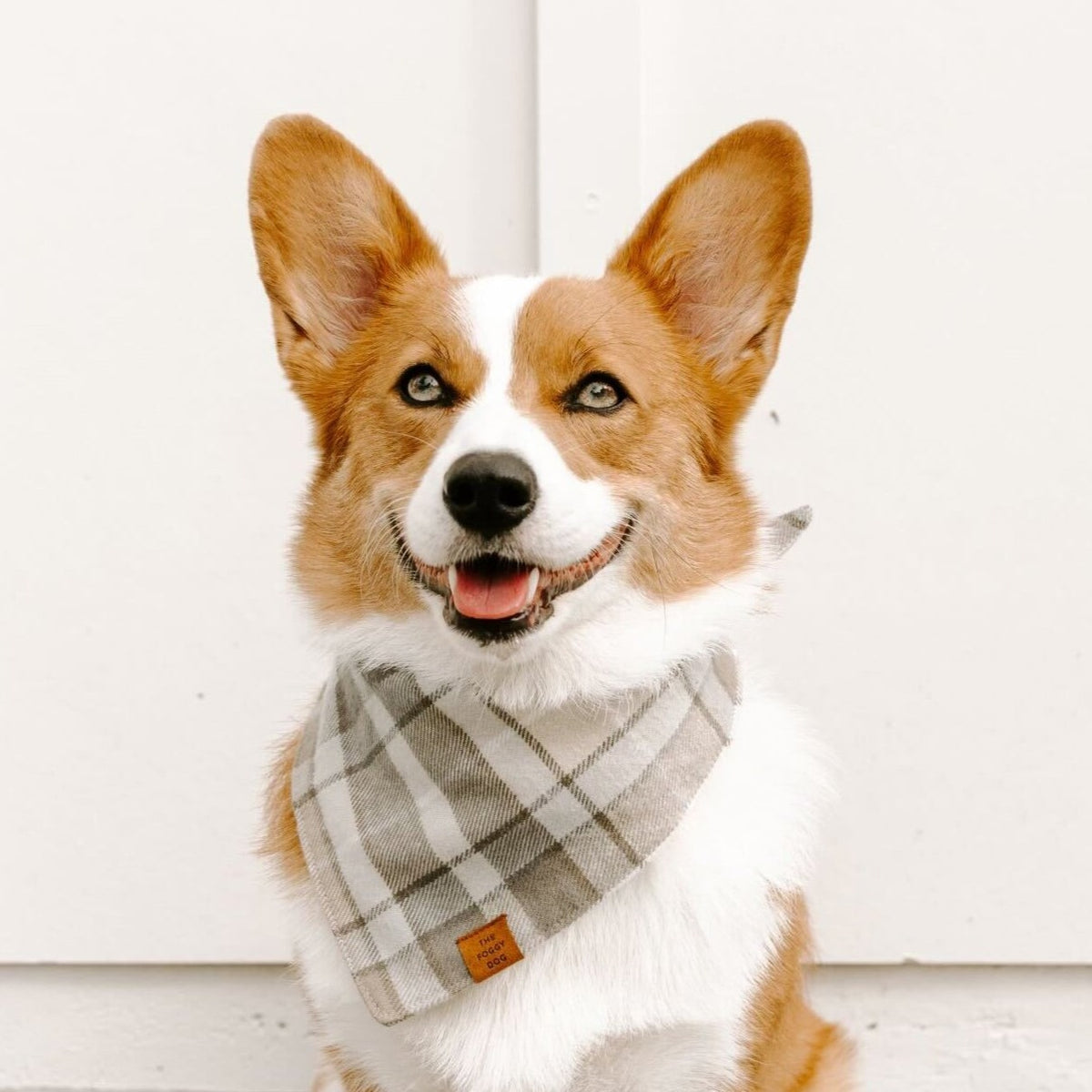 #Modeled by Honey (27lbs) in Medium