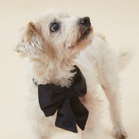 #Modeled by Gin (10lbs) in a Small collar and Small lady bow