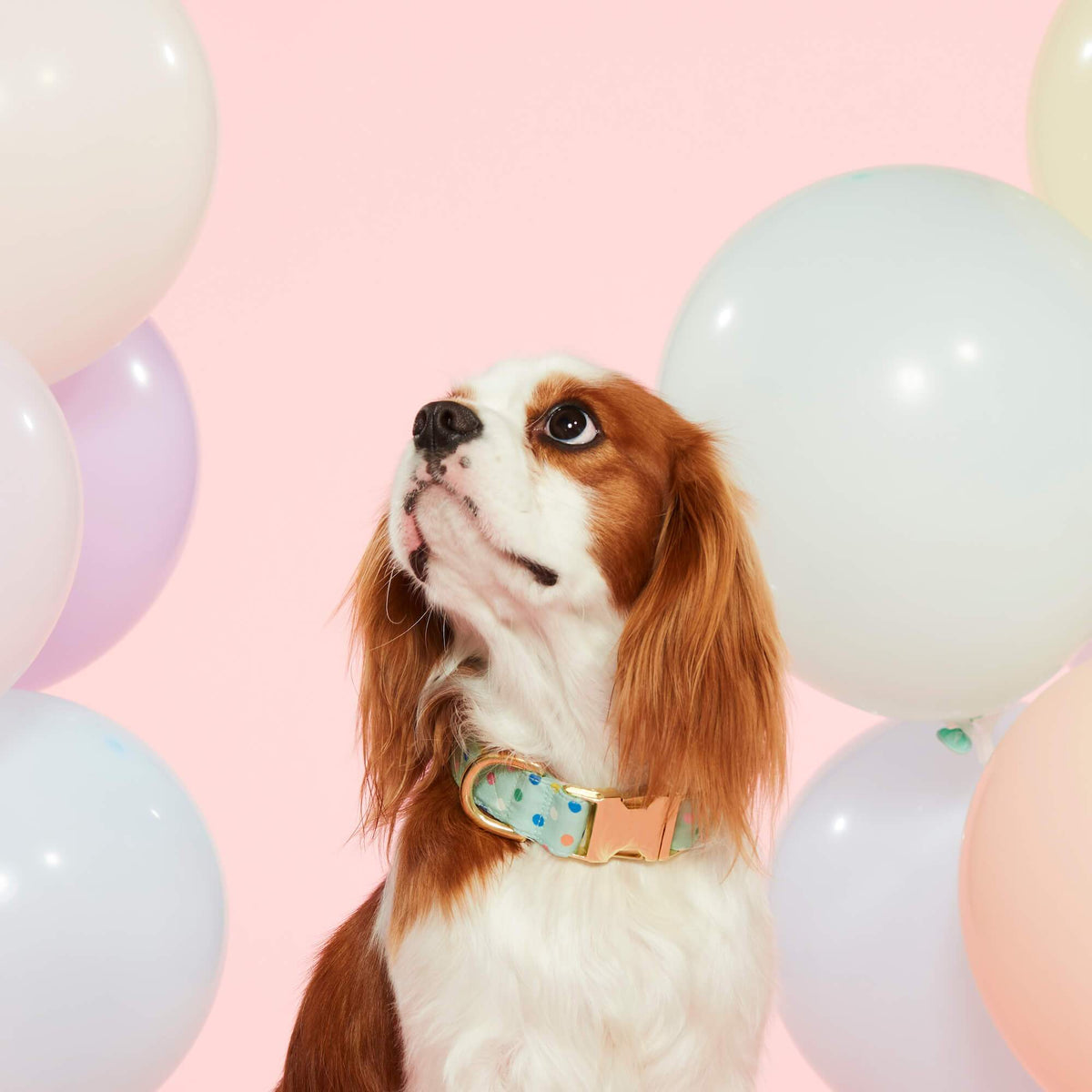 Confetti Dots Dog Collar from The Foggy Dog 