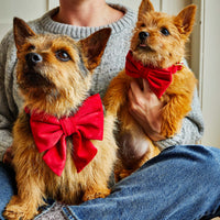 #Modeled by Biscuit (7lbs) in an X-Small collar and Small bow tie
