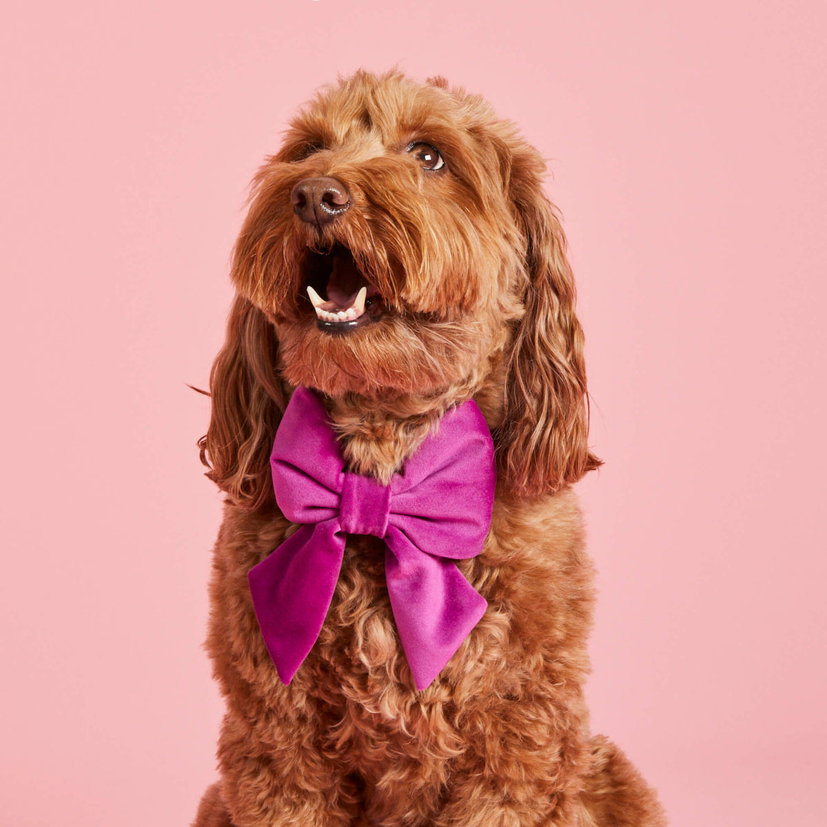 #Modeled by Ruby (22lbs) in a Large lady bow