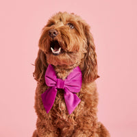 #Modeled by Ruby (22lbs) in a Large lady bow