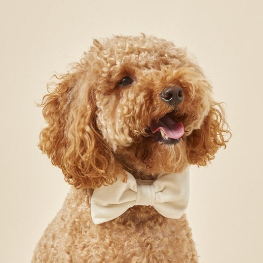 Ivory Velvet Bow Tie Collar view 2