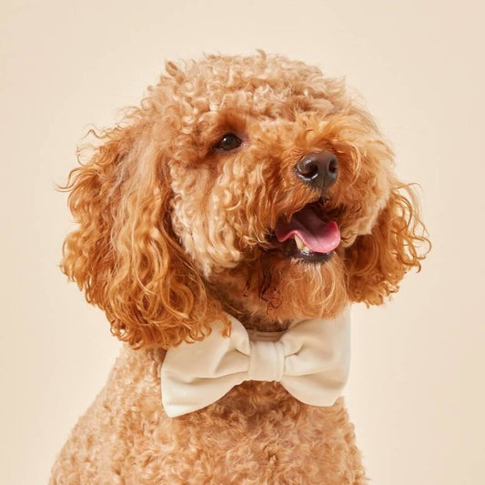 Ivory Velvet Dog Bow Tie view 2