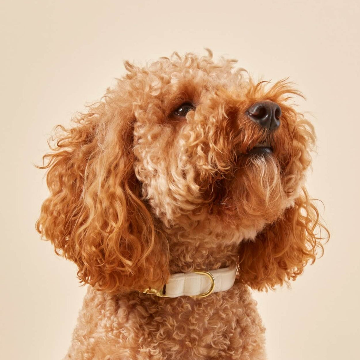 #Modeled by Utah (25lbs) in Medium