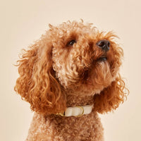 #Modeled by Utah (25lbs) in Medium