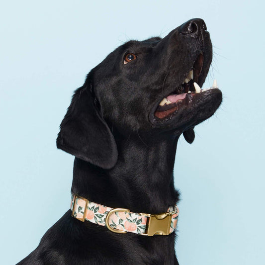 Peaches and Cream Dog Collar view 2