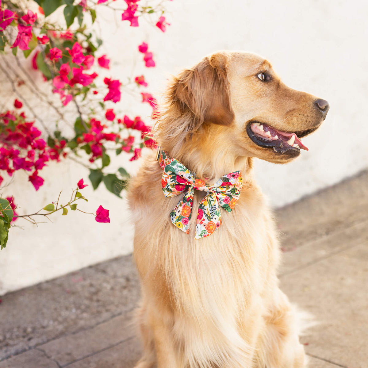 Petite Petals Lady Dog Bow from The Foggy Dog 