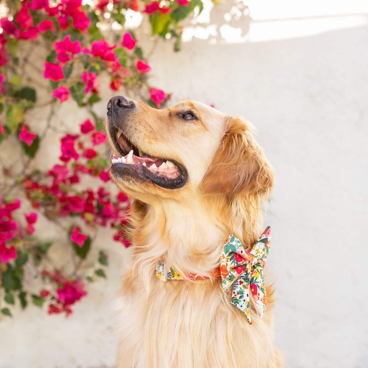 Petite Petals Lady Dog Bow from The Foggy Dog 