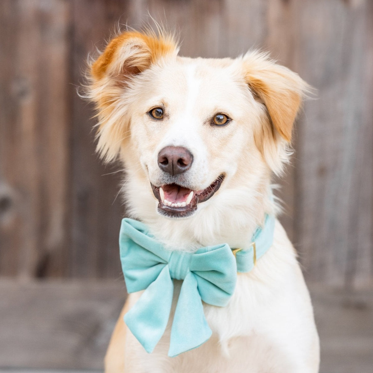 #Modeled by Holly (40lbs) in a Large lady bow